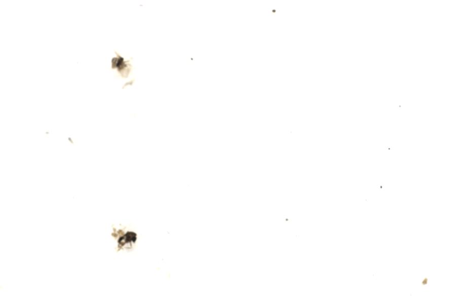 Image 67